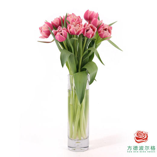 【重瓣郁金香】 草莓松饼 10枝一扎 商品图4