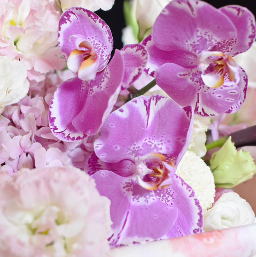 《宝藏》藏宝图蝴蝶兰高级感优雅气质花束 商品图5