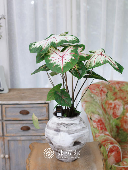 灰白盆彩叶芋 商品图0