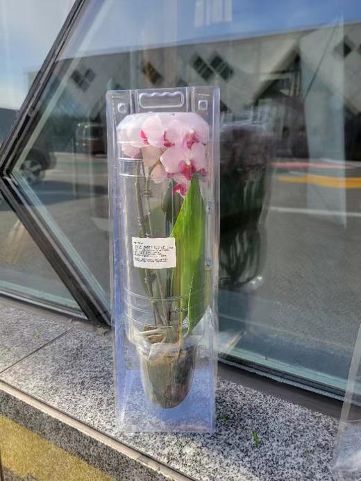 在这样一个冬季，第一株兰花不如就从蝴蝶兰入手吧，一起期盼来年春暖花开！蝴蝶兰喜欢温暖湿润、半阴半阳的环境。避免高温和强光直射，保持空气湿度和土壤湿润。颜色随机，两盆一组 商品图2