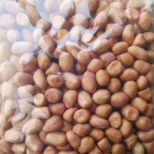 河谷上方 白沙花生 500g*5袋 商品图2