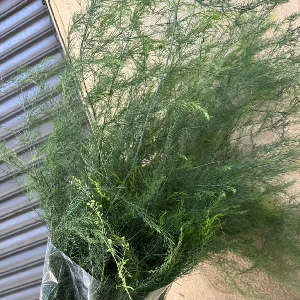 配叶-网纱草-3-5支