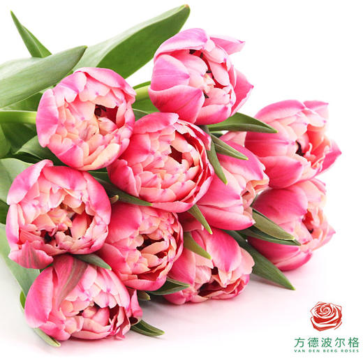 【重瓣郁金香】 草莓松饼 10枝一扎 商品图3