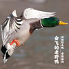 【带溯源码】 一鸭一溯源】【会飞的老野鸭｜洪湖绿头鸭 地标产物】养足360天以上！ 商品缩略图0