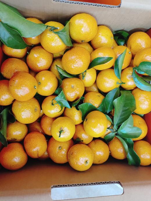 甜弯弯砂糖橘一箱 商品图2