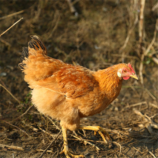 周五发货！【开化农场的童子鸡/生姜干】果之澜农业自养，无饲料、无激素、无抗生素，吃玉米、甜瓜、米糠等纯粮喂养，自然生长！开化公司杀好发货，江浙沪顺丰包邮~ 商品图8