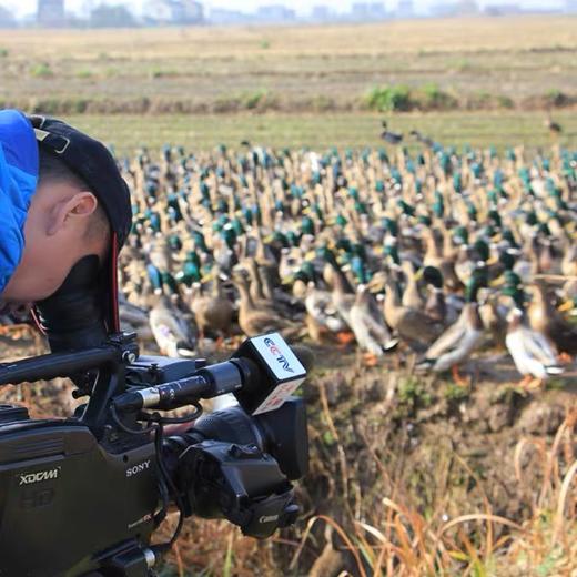 【带溯源码】 一鸭一溯源】【会飞的老野鸭｜洪湖绿头鸭 地标产物】养足360天以上！ 商品图2