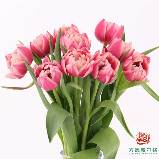 【重瓣郁金香】 草莓松饼 10枝一扎 商品图1