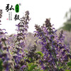 【弘毅六不用生态农场】生态养殖蜂蜜 丹参花粉蜜500g/瓶 商品缩略图5