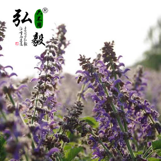 【弘毅六不用生态农场】生态养殖蜂蜜 丹参花粉蜜500g/瓶 商品图5