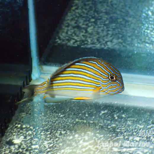 马代纹吊 商品图2