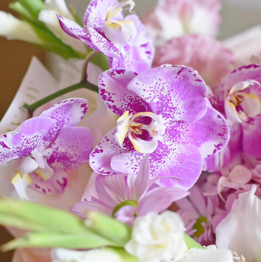 《宝藏》藏宝图蝴蝶兰高级感优雅气质花束 商品图8