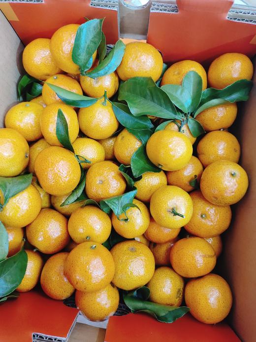 甜弯弯砂糖橘一箱 商品图3