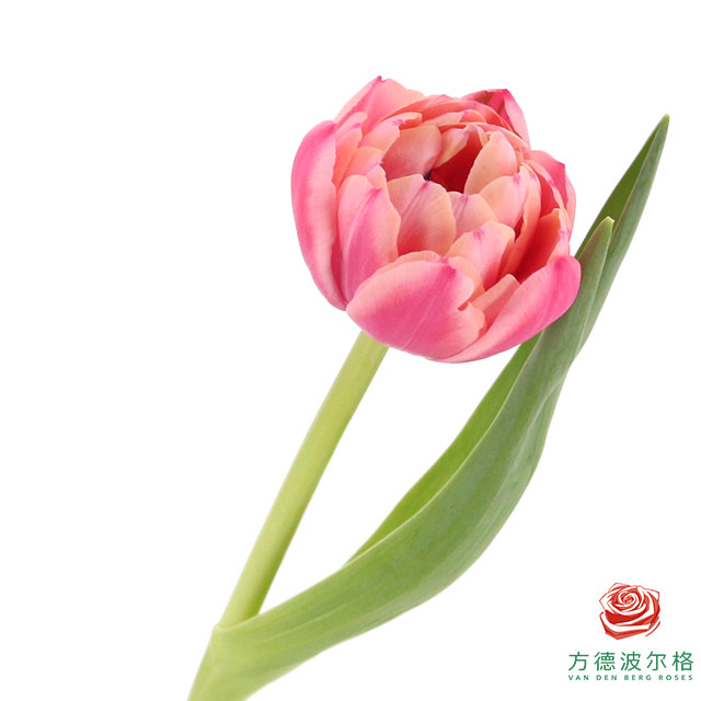 【重瓣郁金香】 草莓松饼 10枝一扎