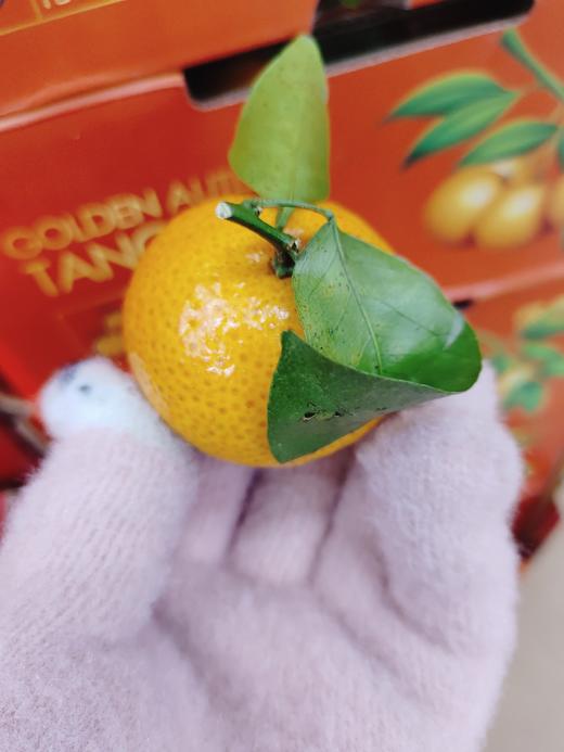 甜弯弯砂糖橘一箱 商品图0