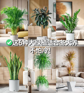 ✅这6种大绿植适合冬天养，不怕冷！