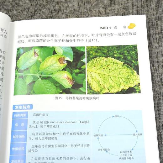 马铃薯病虫害绿色防控彩色图谱 扫码看视频 病虫害绿色防控系列 马铃薯土豆栽培种植技术 土豆马铃薯病虫害防治 土豆马铃薯高效生产营养配方施肥 李国清 郭文超 中国农业出版社【官方正版，可开发票，下单时留 商品图2