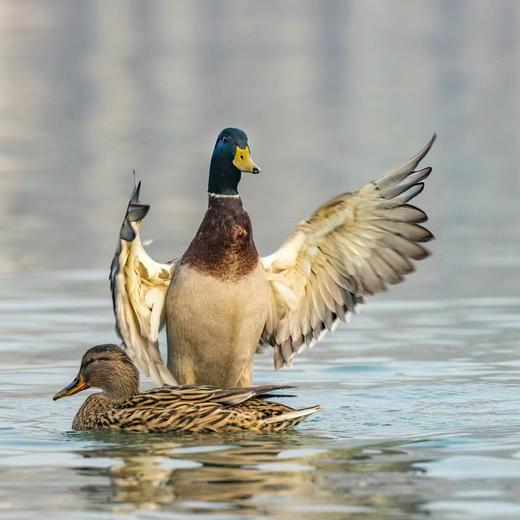 【带溯源码】 一鸭一溯源】【会飞的老野鸭｜洪湖绿头鸭 地标产物】养足360天以上！ 商品图3
