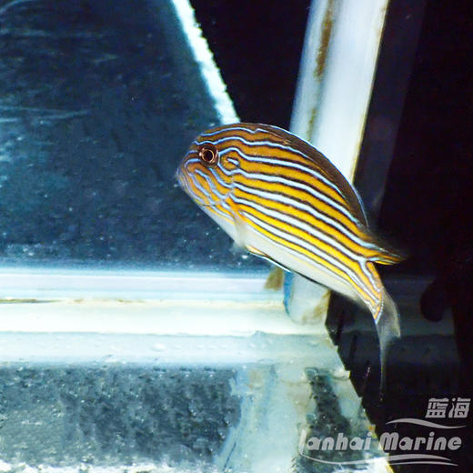 马代纹吊 商品图3