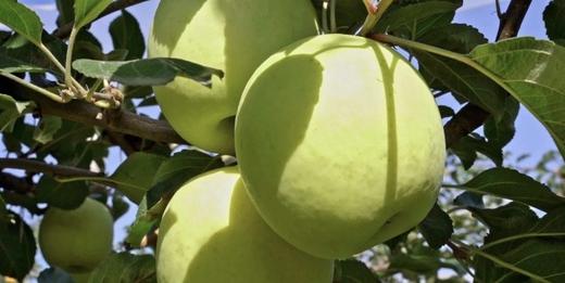 晚熟有机标准种植 苹果新品种 瑞雪苹果5斤装自提价 商品图1