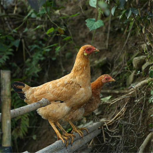 周五发货！【开化农场的童子鸡/生姜干】果之澜农业自养，无饲料、无激素、无抗生素，吃玉米、甜瓜、米糠等纯粮喂养，自然生长！开化公司杀好发货，江浙沪顺丰包邮~ 商品图10