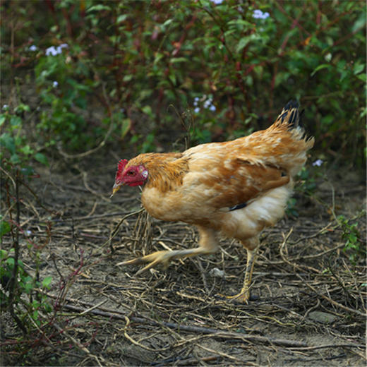 周五发货！【开化农场的童子鸡/生姜干】果之澜农业自养，无饲料、无激素、无抗生素，吃玉米、甜瓜、米糠等纯粮喂养，自然生长！开化公司杀好发货，江浙沪顺丰包邮~ 商品图3