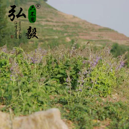【弘毅六不用生态农场】生态养殖蜂蜜 丹参花粉蜜500g/瓶 商品图6