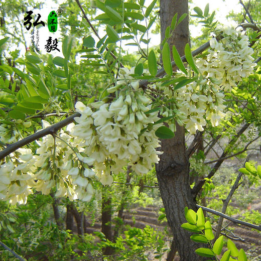 六不用 洋槐蜜 1斤/份 【弘毅六不用生态农场】 商品图5