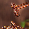 【秒杀9.9】廖记棒棒鸡麻辣牛肉干40g 商品缩略图2