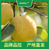 PAGODA百果园 A级-孔雀河畔香梨（大）5斤装 商品缩略图3