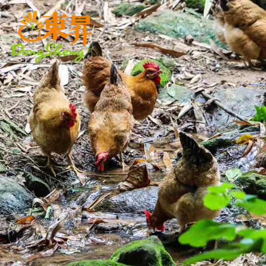 东升农场 凤竹山草本鸡 散养土鸡 新鲜鸡 中草药喂养 现杀1500g 商品图1