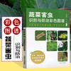 蔬菜害虫识别与防治彩色图谱 邱海燕 刘奎主编 中国农业出版社 正版保证【官方正版，可开发票，下单时留开票信息和电子邮箱】 商品缩略图0