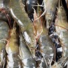 基围虾 约500g/份（离水易死，谨慎购买） 商品缩略图1