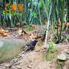 东升农场 凤竹山草本鸡 散养土鸡 新鲜鸡 中草药喂养 现杀1500g 商品缩略图3