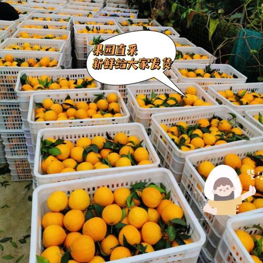 【爱媛38号果冻橙】果园直采，现摘现发，现在爱媛口感已到峰期，果味浓郁，自然果酸，一撕即开，果肉晶莹剔透，香甜美味，咬一口，爆珠口感，满满橙汁，水分超足~ 商品图4