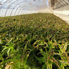 农家紫叶香笋  生态种植  每日新鲜采摘  莴笋  鲜嫩爽口  350g 商品缩略图10