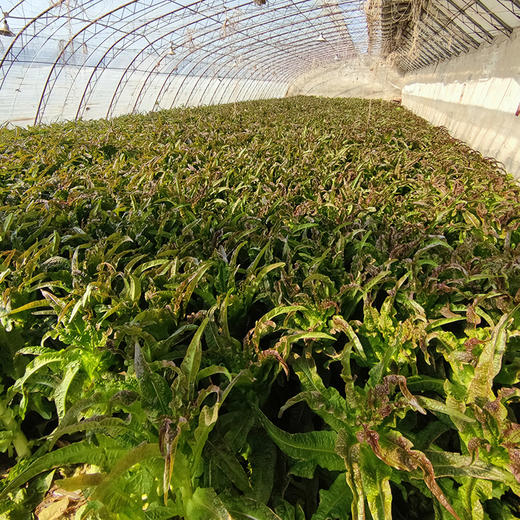 农家紫叶香笋  生态种植  每日新鲜采摘  莴笋  鲜嫩爽口  350g 商品图10