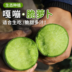 密农人家 嘎嘣脆绿萝卜脆甜微辣 水分足 农家水果萝卜  可凉拌可生吃