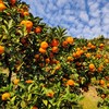橘子界的天花板 欢姑娘甄选 涌泉高山蜜桔 商品缩略图5
