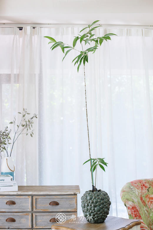 凸点瓷盆-星点木 商品图0