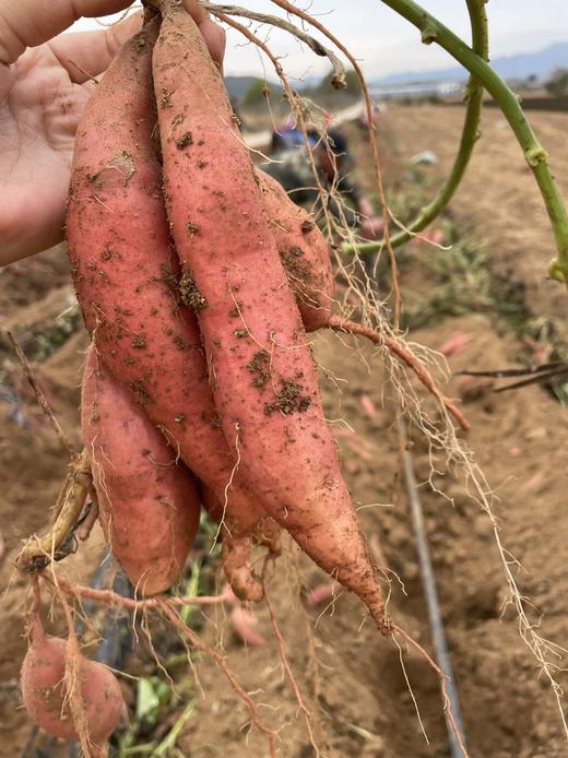 【香芋地瓜合集】新鲜水分充足 比一般红薯更甜 待糖化后烤就是能流出糖水的那种 是更适合光波炉/烤箱烧烤的红薯 当然 蒸着吃也是软糯甜 商品图13