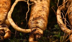 一元一支的园参值得买吗？