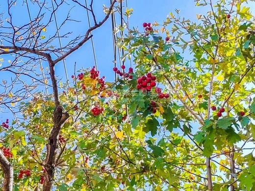 北京慢姑娘椿湫寄舍别墅轰趴 商品图3