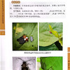 蔬菜害虫识别与防治彩色图谱 邱海燕 刘奎主编 中国农业出版社 正版保证【官方正版，可开发票，下单时留开票信息和电子邮箱】 商品缩略图3
