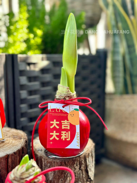 【元旦福利.封蜡朱顶红.第二件0.1元】礼盒装1个/份 商品图7