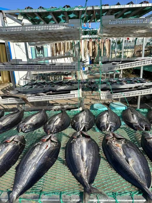 鲅鱼干晒好了，淡盐 干度好，大连湾渔家自晒鲅鱼干，全部用当地船冻10月份以后的鲅鱼晒的，自然晾晒两天，品质特别好 ，肉厚，一点不咸，又香又好吃😋收到货需冷冻保存，全国包邮（偏远地区除外） 商品图10