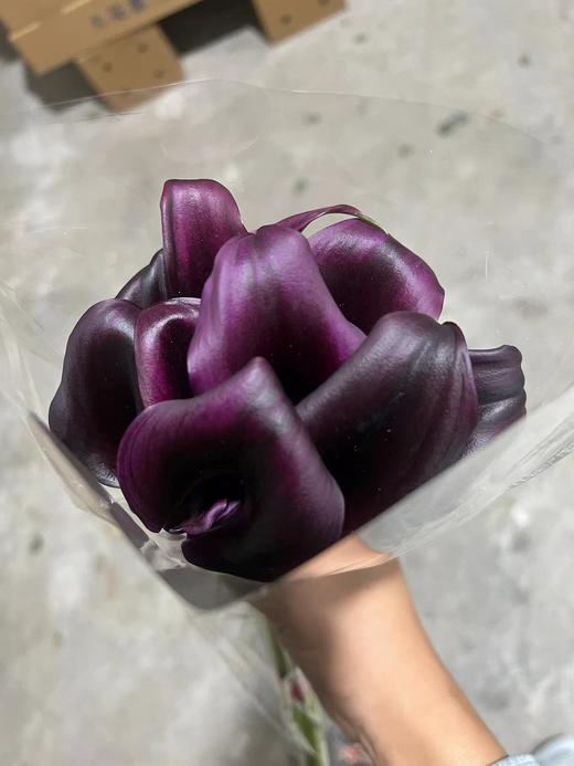 海芋---黑紫色 商品图1