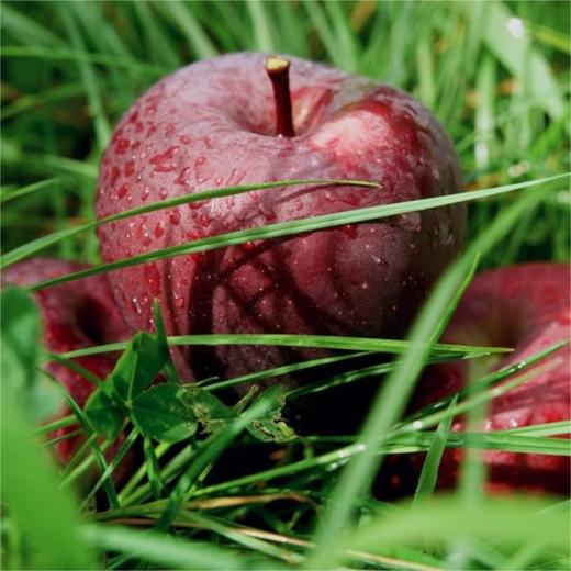 【顺丰快递】云南昭通黑卡苹果 稀有品种 纯甜 礼盒装DBXS 商品图8