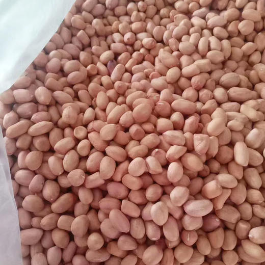 带壳原味炒花生 商品图5