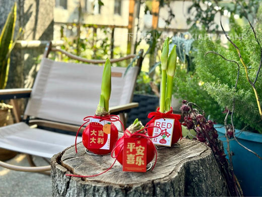 【元旦福利.封蜡朱顶红.第二件0.1元】礼盒装1个/份 商品图2